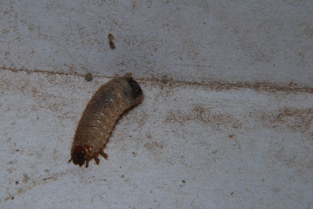 larva di insetto